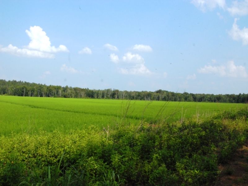 Duck and Deer Hunting Property : Mayflower : Faulkner County : Arkansas