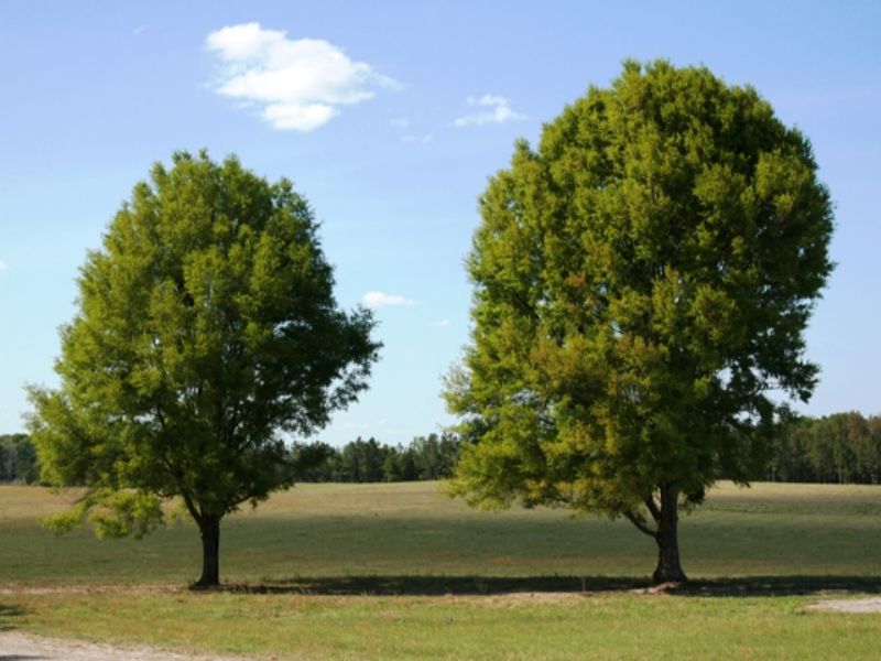 Pasture with Scattered Oak Trees : Lake City : Columbia County : Florida