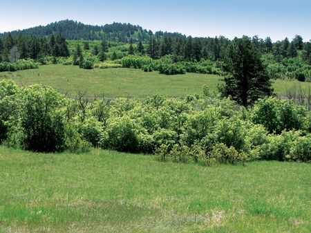 The Pines At Statter Ranch : Larkspur : Douglas County : Colorado
