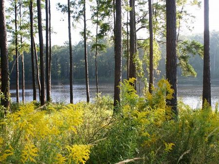 El Consuelo Plantation : Quincy : Gadsden County : Florida