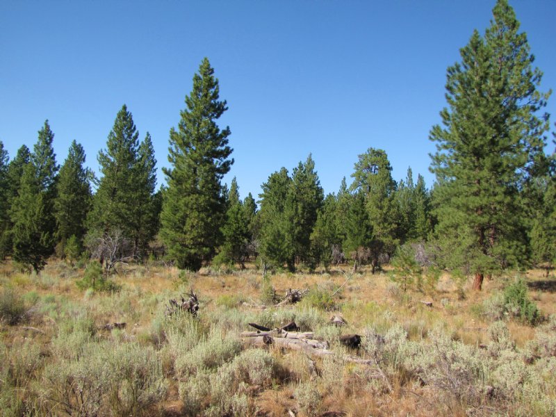 Silvies River Ranch, Ranch for Sale in Oregon, 81424 RANCHFLIP