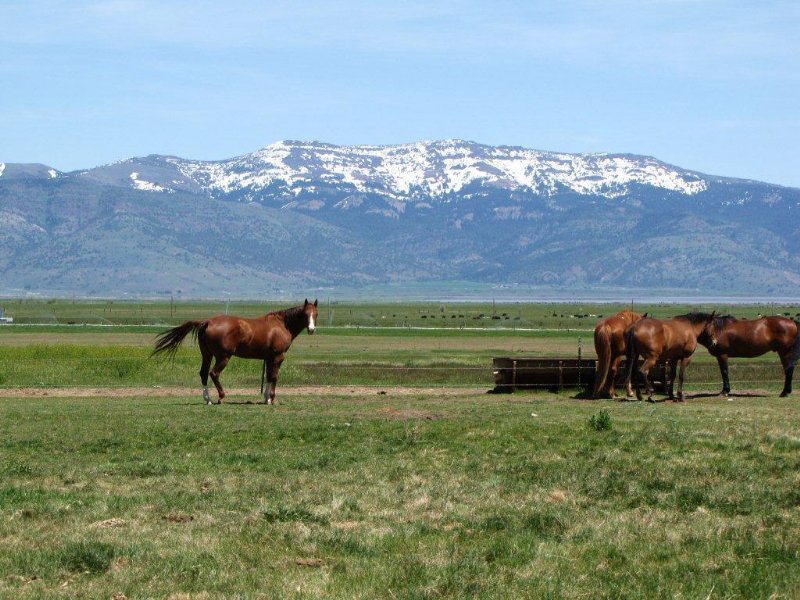 Goose Lake Heaven Cattle Ranch : Lakeview : Lake County : Oregon