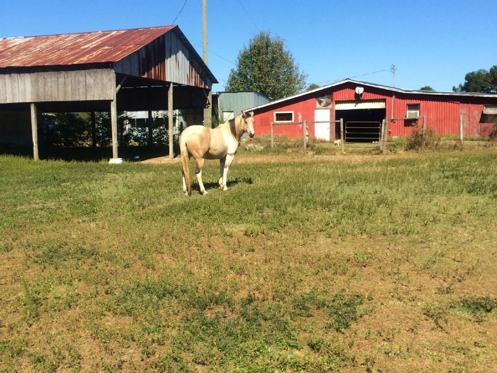 Equipped Horse Farm : Conyers : Rockdale County : Georgia