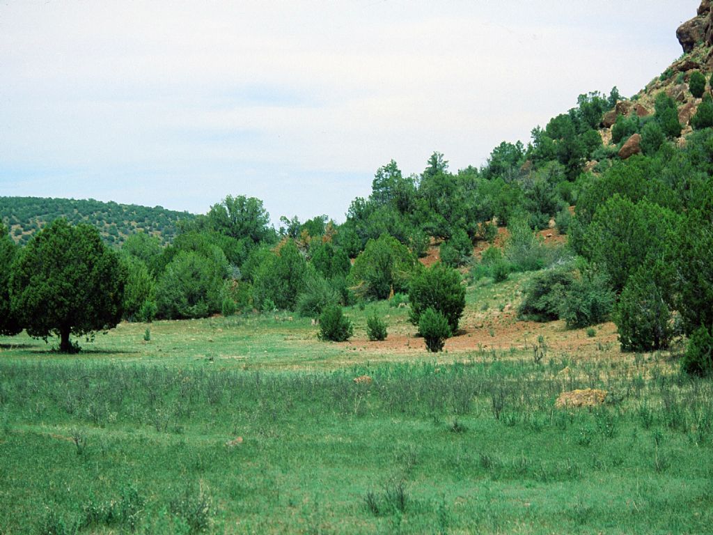 Self Sufficiency Ranch : Saint Johns : Apache County : Arizona