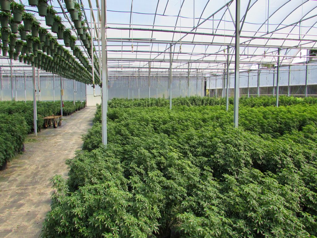 54 Ac & 160,000 Sqft Of Greenhouse : Umatilla : Lake County : Florida