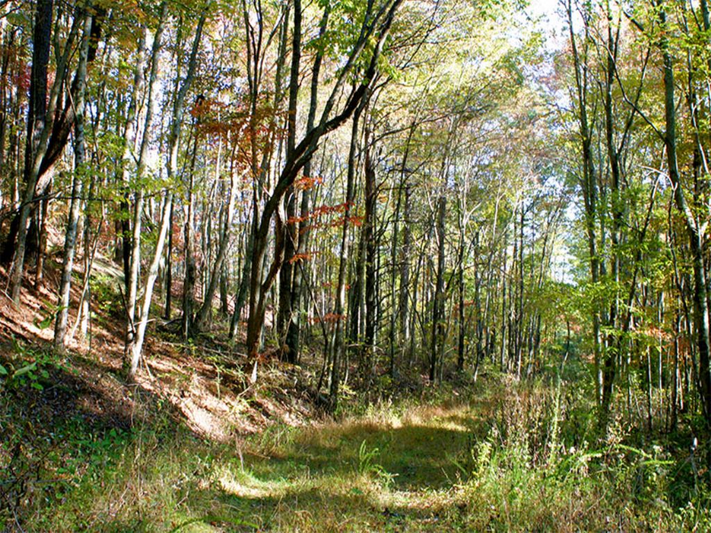 Signal: 50 Acres Private Mtn. Land : Signal Mountain : Sequatchie County : Tennessee
