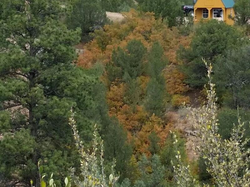 107 Ranch and Cabin with Spring : Texas Creek : Fremont County : Colorado