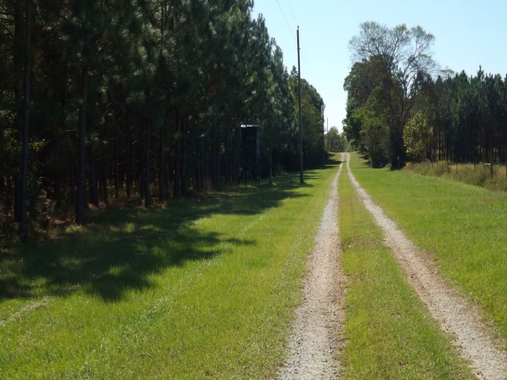 440 Acre Wildlife Sanctuary : Bluffton : Clay County : Georgia