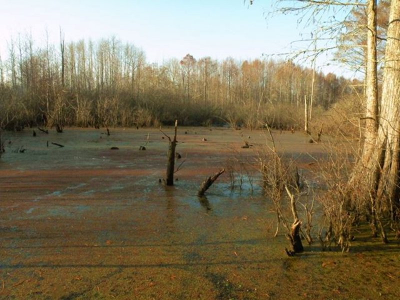 Duck Hunting Property : Scott : Lonoke County : Arkansas