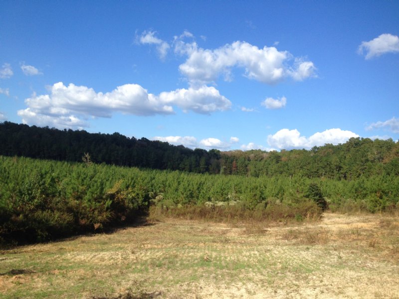 90 Ac Pure Timber Investment : Brookhaven : Lincoln County : Mississippi