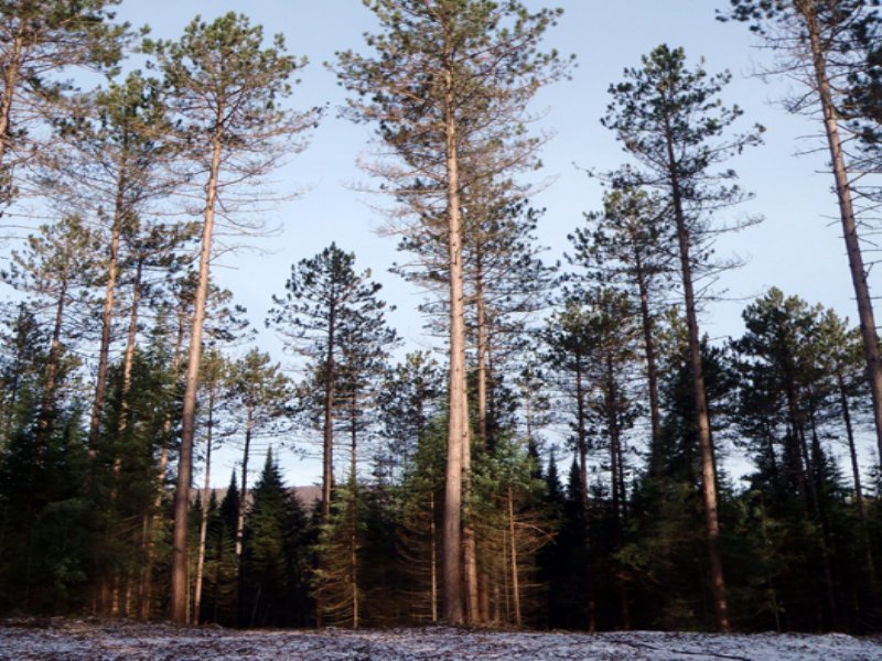 Bellmont Forest : Bellmont : Franklin County : New York