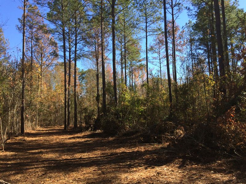 The Jones Tract : Camden : Wilcox County : Alabama