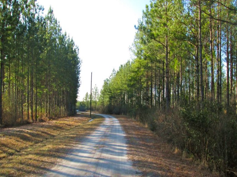 27 Acres, Great Homesite : Manor : Ware County : Georgia