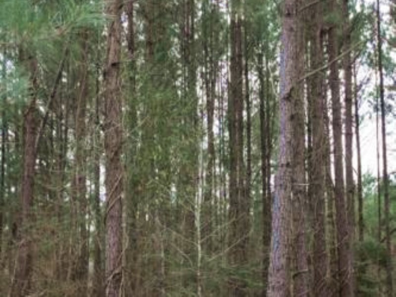 Best Deal : Brookhaven : Lincoln County : Mississippi