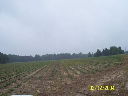 Excellent Farm and Hunting Tract : Pelham : Grady County : Georgia