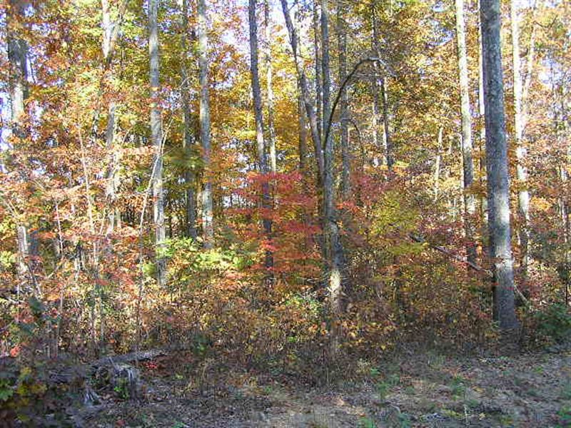Bluff, Woods, Private : Spencer : Van Buren County : Tennessee