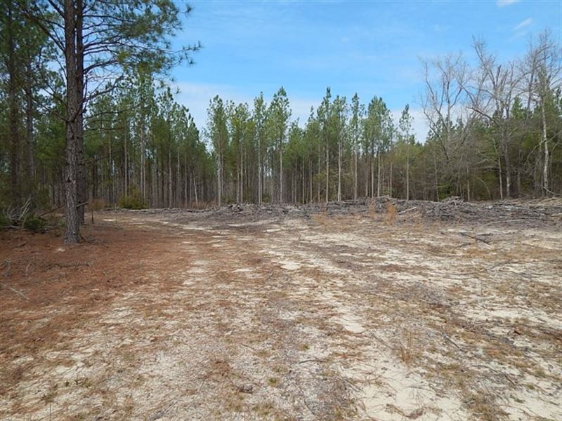 Creek Bottom & Planted Pines : Warrenton : Warren County : Georgia