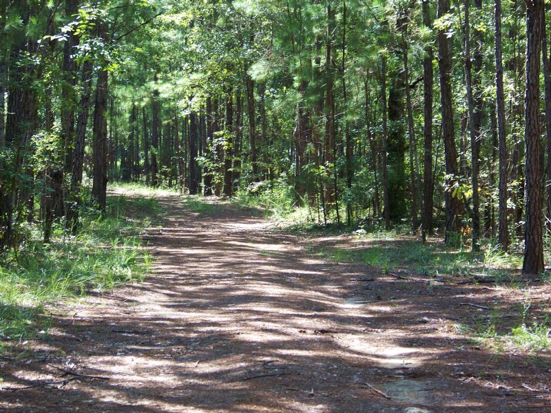 Excellent Hunting and Farm Tract : Sneads : Jackson County : Florida