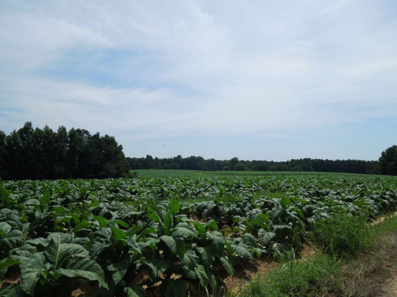 Clayton Heirs Tract : Rougemont : Person County : North Carolina