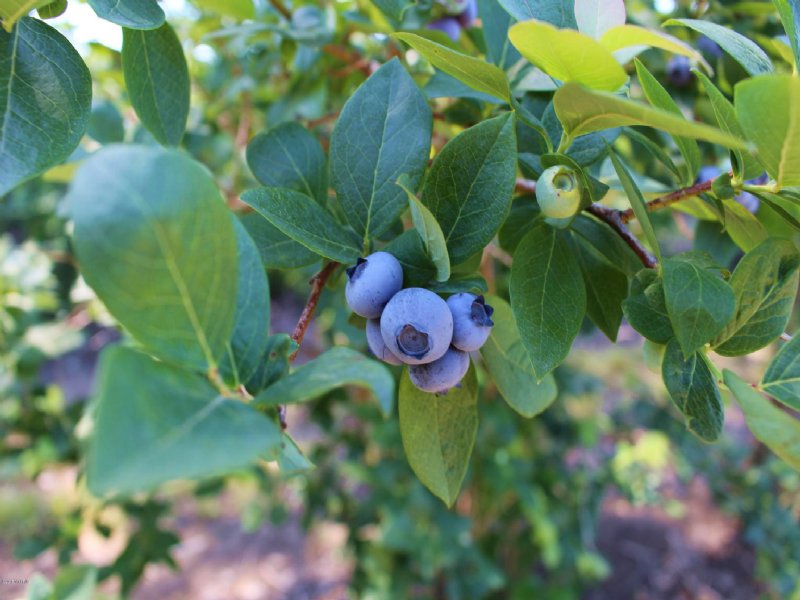 Blueberry Farm On The Black River : Bangor : Van Buren County : Michigan