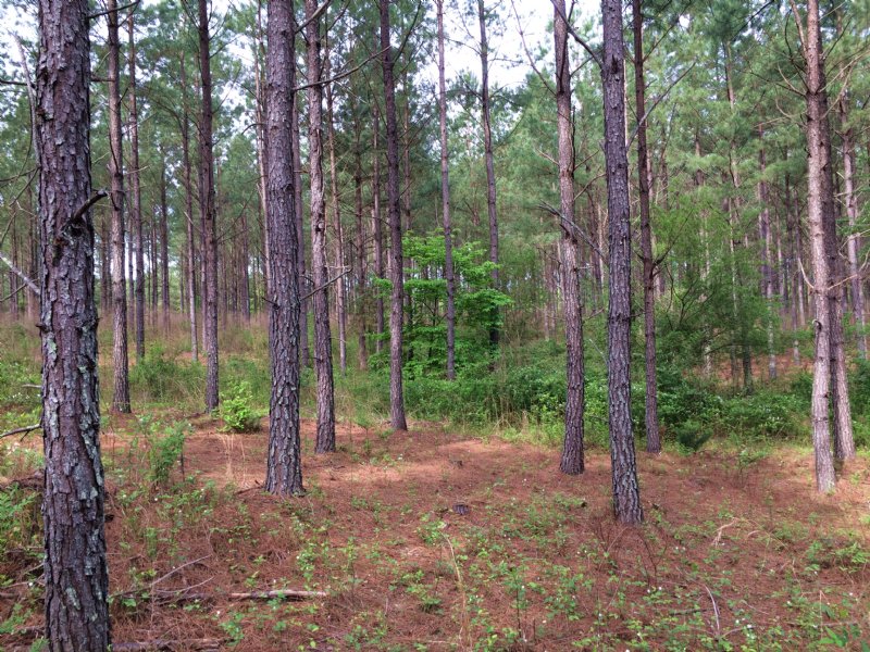 93 Acres Planted Timber : Cedartown : Polk County : Georgia