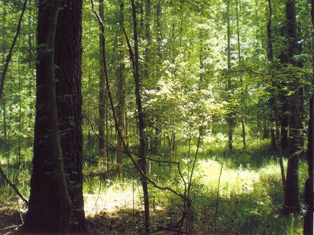 Thorntree Creek Tract : Blythewood : Fairfield County : South Carolina