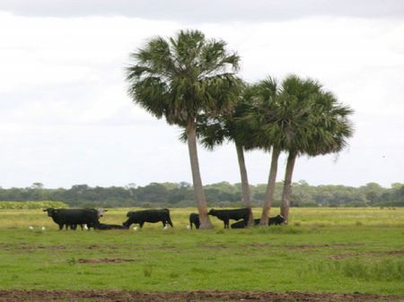 Smith Ranch - 4,500 Acres : Okeechobee : Okeechobee County : Florida
