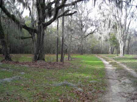 Patterson Tract : Allendale : Allendale County : South Carolina