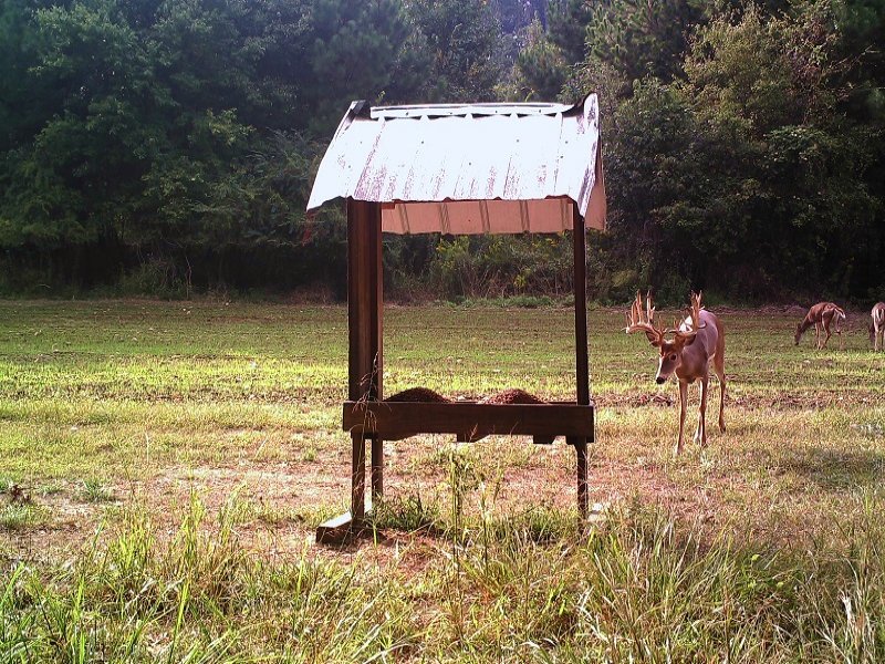 Xtreme Whitetail Adventures Of Al. : Oneonta : Blount County : Alabama