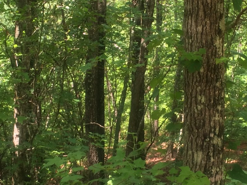 Recreation and Investment Tract : Forsyth : Monroe County : Georgia