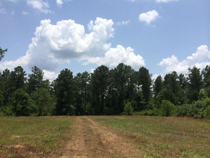 Piney Woods Timberlands : Perry : Houston County : Georgia