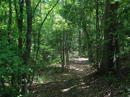 Recreational Timber Tract : Chesnee : Spartanburg County : South Carolina
