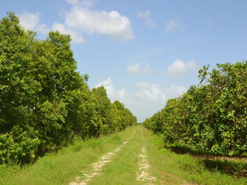 Vero West Grove : Vero Beach : Indian River County : Florida