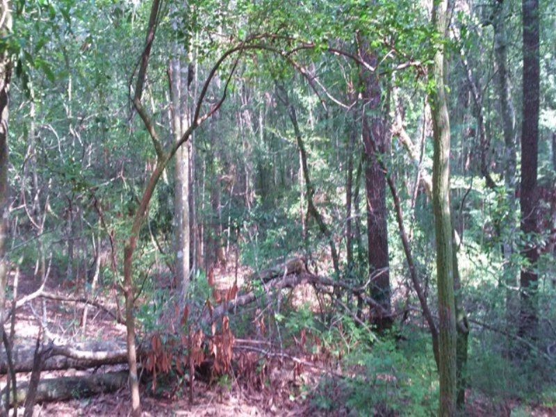 Ohoopee River Tract : Swainsboro : Emanuel County : Georgia