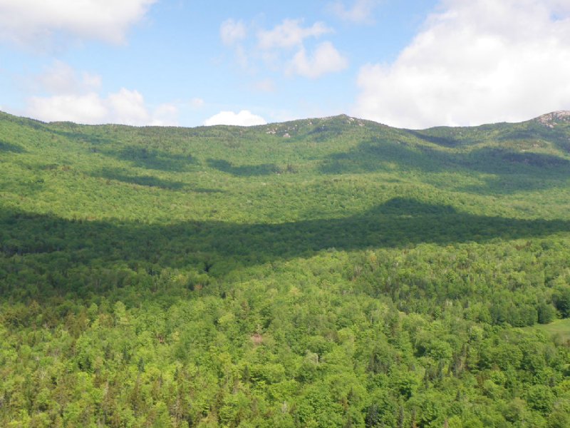 Burnt Mountain Forest : Middlesex : Washington County : Vermont