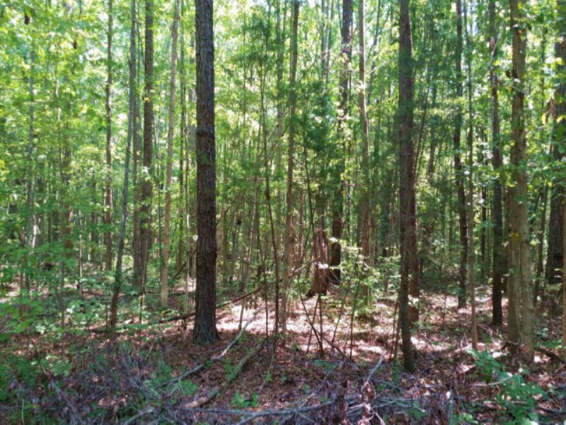 Buck Hollow Lane : Cartersville : Cumberland County : Virginia