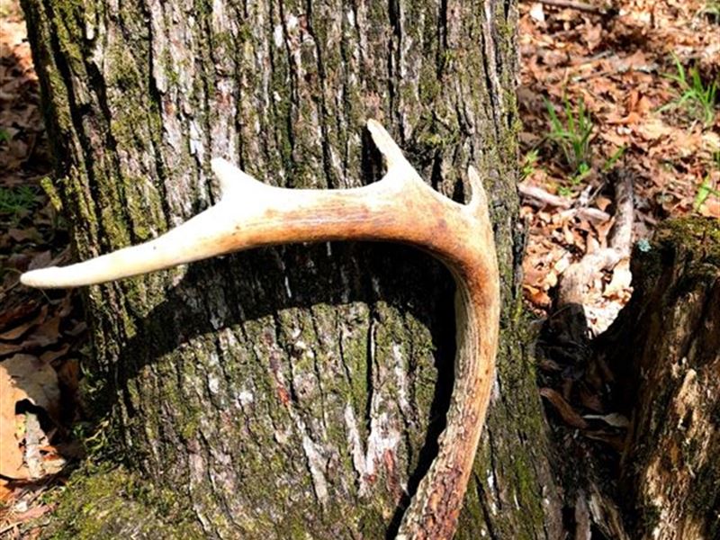 White Creek Hunting Preserve : Lowndesville : Abbeville County : South Carolina