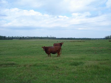 The Poole Place Ranch : Waynesboro : Burke County : Georgia