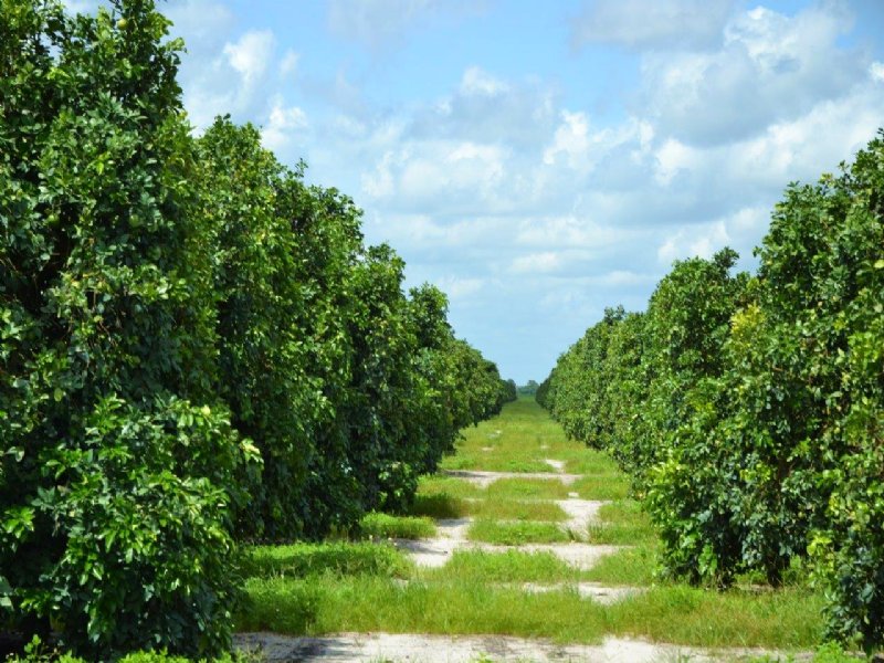Treasure Coast Ranch Grove : Vero Beach : Indian River County : Florida