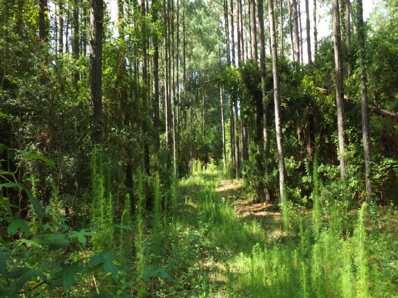 Timber, Residence, Hunting : Smithville : Lee County : Georgia