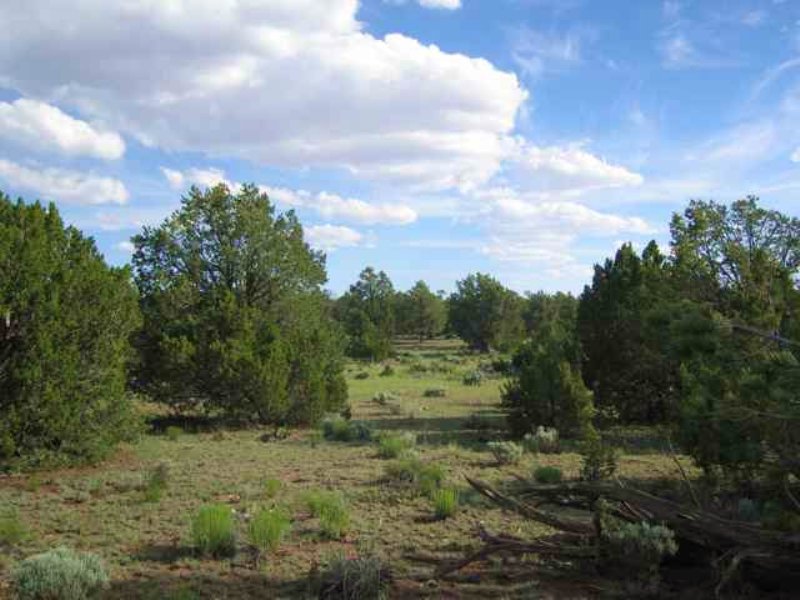 36 Acre Wilderness Freedom Ranch : Saint Johns : Apache County : Arizona