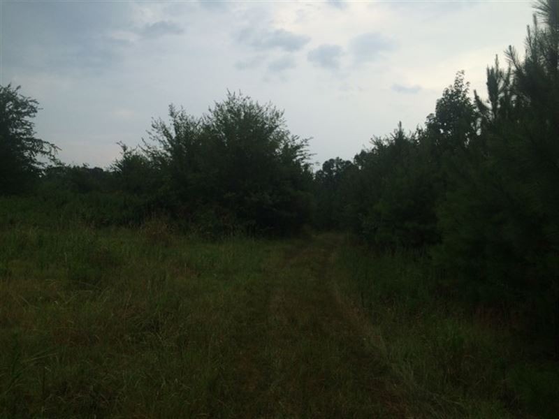 Hunting Land, Timberland, for Sale : Canton : Madison County : Mississippi