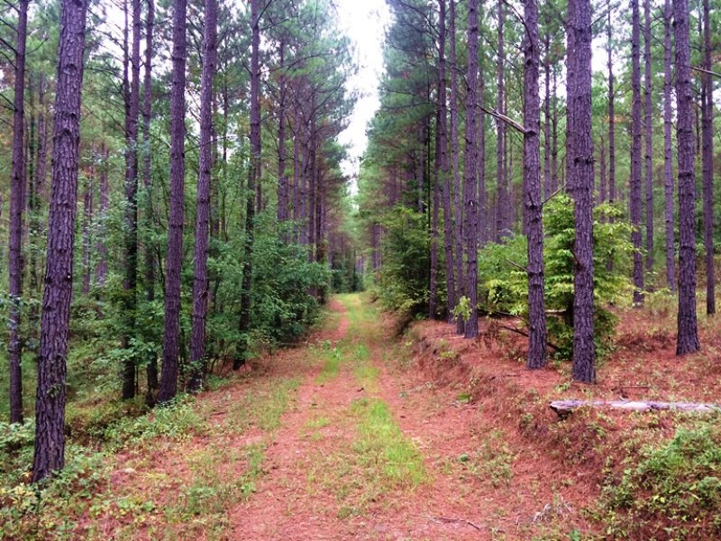 Cherokee Pines : Centre : Cherokee County : Alabama