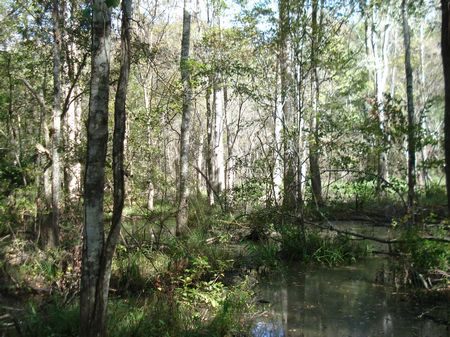 15 Acres, Hunting Or Homesite : Tennille : Washington County : Georgia