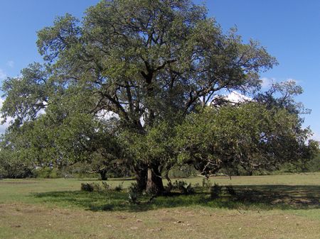 San Bernard River Ranch : West Columbia : Brazoria County : Texas