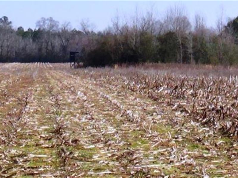 Farming & Hunting Land : Aliceville : Pickens County : Alabama