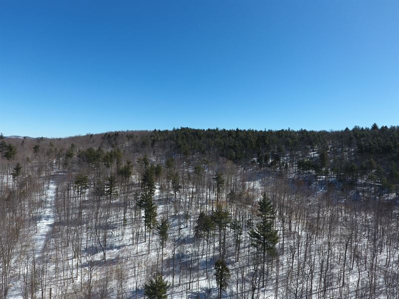Harris Road Forest : Horicon : Warren County : New York