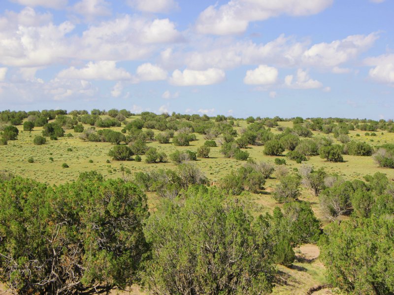38 Acre Northern Arizona Ranch : Saint Johns : Apache County : Arizona