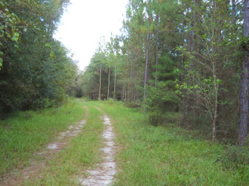 144.95 Acres On Paved Road : Lake City : Columbia County : Florida