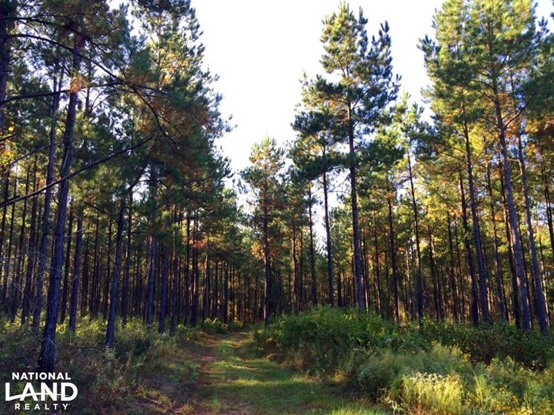 The Windy Hill Flomaton Tract : Brewton : Escambia County : Alabama